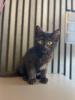 12 Wochen alt 1 x schwarz - Weibchen sehr niedliche Kitten abzugeben