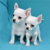 CHIHUAHUA Welpen zur Annahme