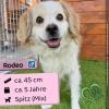 Rodeo (m),  5 Jahre,  45 cm,  Slowakei