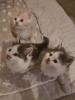 Reinrassige Maine Coon Kitten