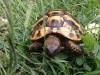 Griechische Landschildkröten NZ 2022