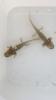 Axolotl Jungtiere
