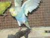 Junge Wellensittiche aus Aussenvoliere,  und neues Vogelzubehör zu verkaufen