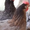 Grünleger Hühner Natur Brut abzugeben 20 Wochen jung