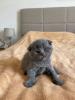 Wunderschöne BKH Kitten
