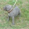 Wir züchten Staffordshire Bull Terrier im VDH/  GBF.