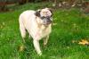 AMY MO - netter Mops - 9 Jahre - Tierhilfe-Franken e.V.
