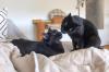POLLY und EMI - europäische Kurzhaarkatze - 10 Jahre - Tierhilfe-Franken e.V.