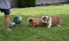 Sehr süsse Englische Bulldogge Welpen