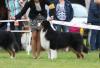 Deckrüde Australian Shepherd black tri