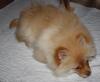 Hübsche Pomchi Zwergspitz Welpen in creme und schoko !
