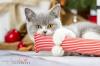 Adoptiveltern gesucht: BKH Babys in white,  blue white,  tabby suchen...