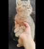 Süße bkh Kittens suchen liebevolle Zuhause