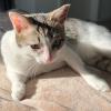 KITTY - europäische Kurzhaarkatze - 5 Jahre - Tierhilfe-Franken e.V.