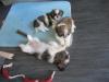 Knuddelige ShihTzu Baby`s zu verkaufen