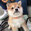 Reinrassige Shiba Inu Welpen.