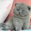BKH Kitten Kätzchen Whiskas mit Stammbaum von EU Champion