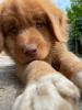 Nova Scotia Duck tolling Retriever Welpen