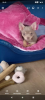 Chihuahua reinrassig,  Rüde, lilac tan - Kurzhaar,  seltene Farbe,  vollständig geim