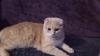 Bkh Kater silver black tabby ( whiskas) 