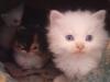 Maincoon Mix Kitten Katze Kater Perser