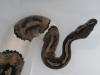 0.1 Python regius Piebald Königspython Weibchen