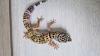 3 Leopardgecko 0.0.3 zu verkaufen