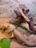 Bartagame Paar