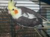 Verkaufe zuchtreife Nymphensittiche verschiedene Farben,  ca. 1, 5-2 Jahre alt und