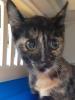 Cookie – sucht dringend ein Zuhause! (aus dem Tierschutz /  gechipt,  geimpft,  kas