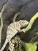 Panther Chamaeleon incl Terrarium und Technik