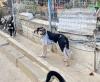 Carlos sucht ein passendes Zuhause
