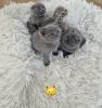 Kitten bkh britisch kurz