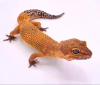 Leopardgecko Manderine Tangerine Weibchen von 2019