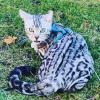 Jay jay Xxl Spottet Tabby Silber Bengaldame Zuchtzulassung 1.5 Jahre alt 