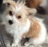 Welpe Kleinhund Biewer Yorkshire,  Malteser,  Chihuahua,  Shihtzu
