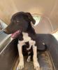 Fritz sucht ein passendes Zuhause