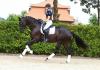 Eye-Catcher. Leicht zu reiten,  liebenswert,  