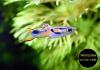 Endler,  Guppy,  reinerbig,  ab 1,  50€ (Versand/  Abholung)