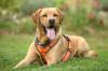MR. SAM - Labrador- 4 Jahre - Tierhilfe-Franken e.V.