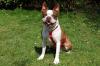 BO DEXTER - Boston Terrier - 5 Jahre - Tierhilfe-Franken e.V.