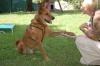 RED TEDDY - Mix - 7 Jahre - Tierhilfe-Franken e.V.