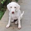 Lumi - liebt andere Hunde