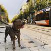American Bully XXL