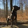 American Bully XXL