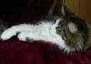 Reinrassige Maine Coon Lady
