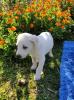 Eni sucht ein passendes Zuhause