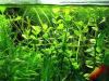 Großes Fettblatt,  Aquariumpflanze,  Versand/  Abholung
