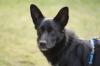 MOBBY - lieber und intelligenter Mischling - 2 Jahre 10 Monate - Tierhilfe-Frank