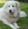 Pyrenäenberghund 1, 5 Jahre